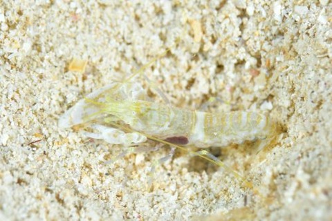 モンツキテッポウエビ