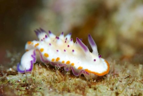 レンゲウミウシ