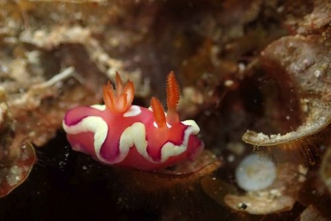 キベリアカイロウミウシ