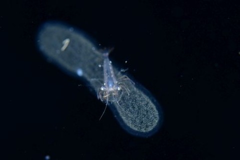 刺激的な水中生物