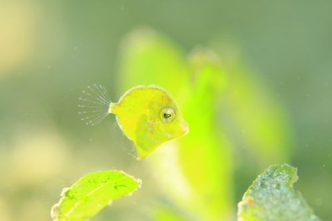 セダカカワハギ