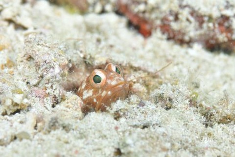 ホシカゲアゴアマダイ