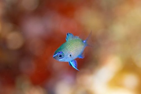 アマミスズメダイ