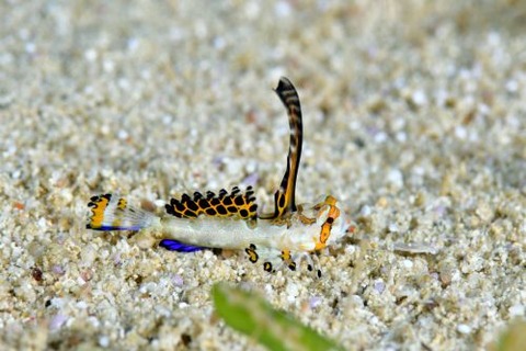 イッポンテグリ