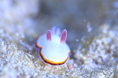 ハスイロウミウシ