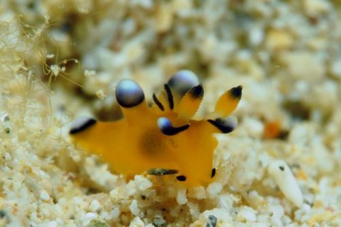 ウデフリツノザヤウミウシ