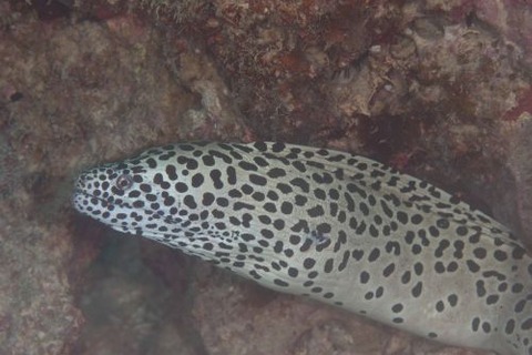 ニセゴイシウツボ