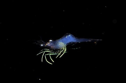 刺激的な水中生物