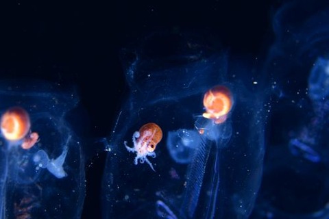 刺激的な水中生物