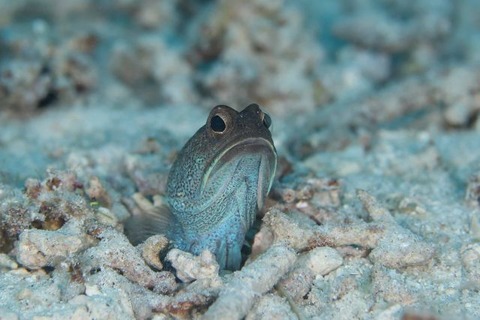 アゴアマダイ属の1種