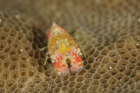 セミエビ科の1種