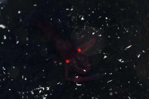 ウミウシカクレエビ