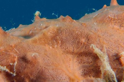 ヂェラストカリス・パロンアェ