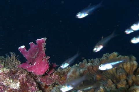 ハダカハオコゼ