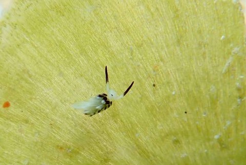 ウサギモウミウシ