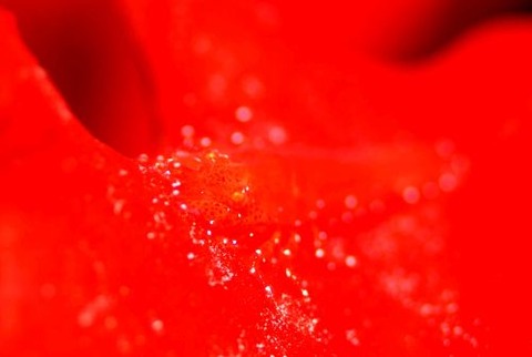 ヂェラストカリス・パロンアェ