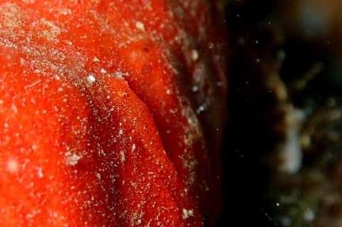 ヂェラストカリス・パロンアェ