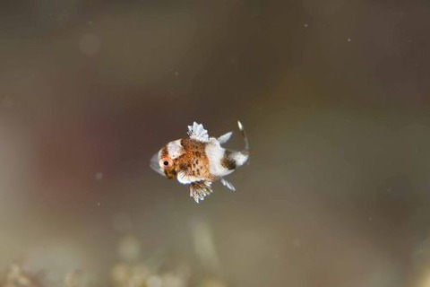 チョウチョウコショウダイ