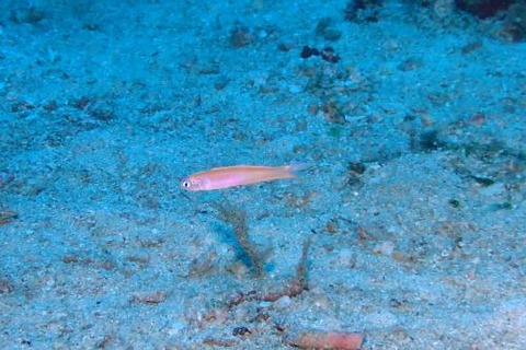 カグヤヒメハゼ