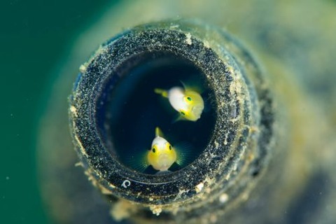 ナカモトイロワケハゼ