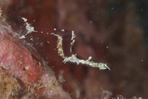 シオサイカクレエビ