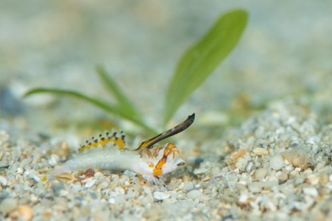 イッポンテグリ