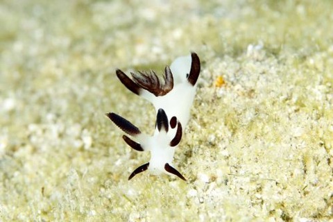 パンダツノウミウシ