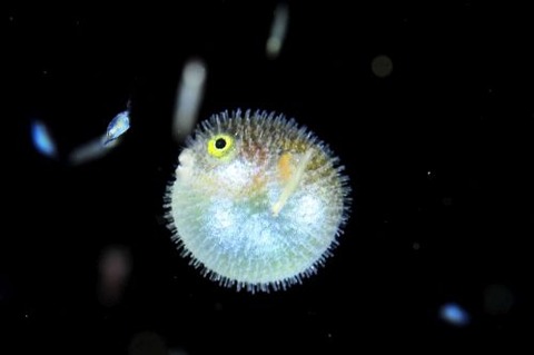 刺激的な水中生物
