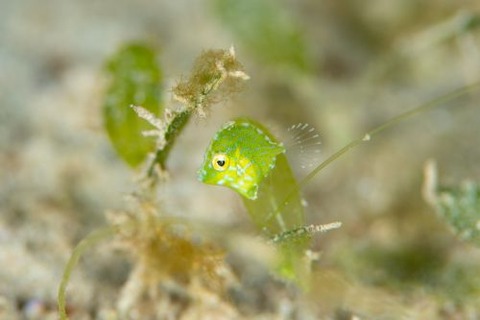 セダカカワハギ