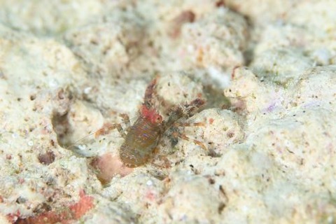 コシオリエビ科の1種