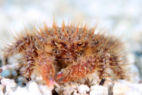 ウミハリネズミ