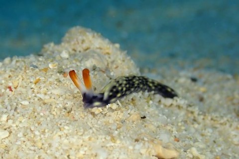 ヨゾラミドリガイ