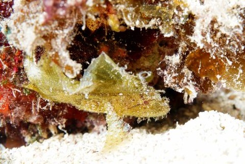 ハダカハオコゼ