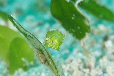 セダカカワハギ