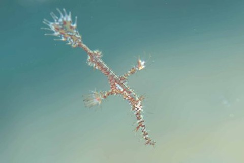 ニシキフウライウオ