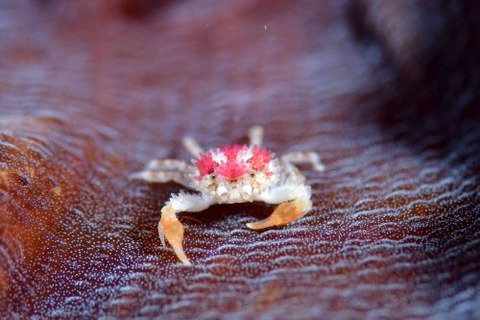 コンペイトウコブシガニ