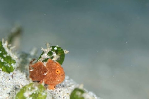 オオモンカエルアンコウ