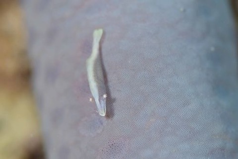 ヒトデヤドリエビ