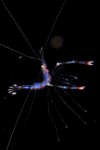 刺激的な水中生物