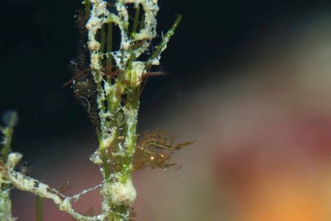 フィコカリス・シムランス