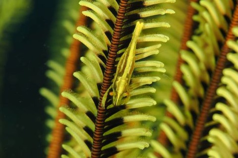 アンボンウミシダヤドリエビ