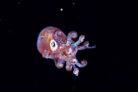 刺激的な水中生物