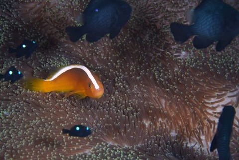 セジロクマノミ