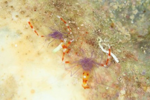 ステノプス・テヌイロストリス