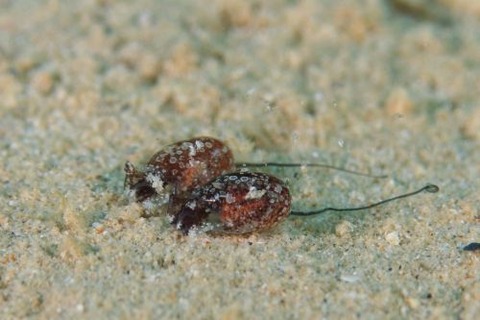 ブドウガイ科の1種