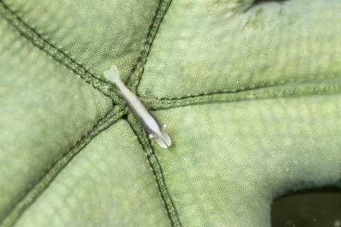 ヒトデヤドリエビ