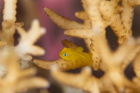 アカネダルマハゼ