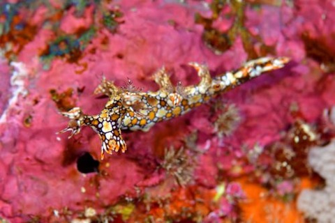 ヒオドシユビウミウシ