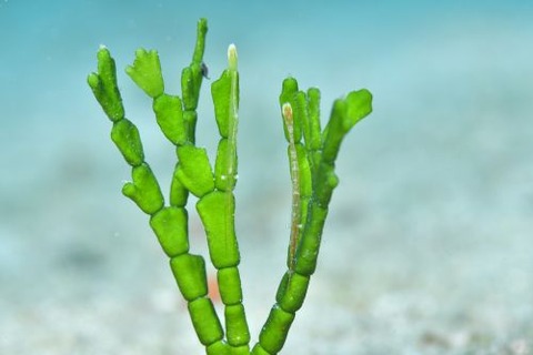 トガリモエビ属の1種