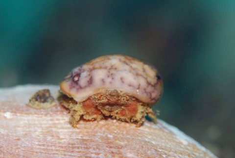 カイカムリ科の1種